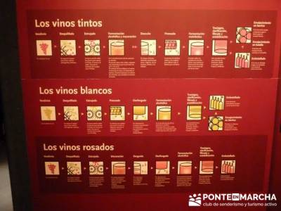 Enología en Rioja - Senderismo Camino de Santiago - Museo Cultura del Vino (Dinastia Vivanco);sende